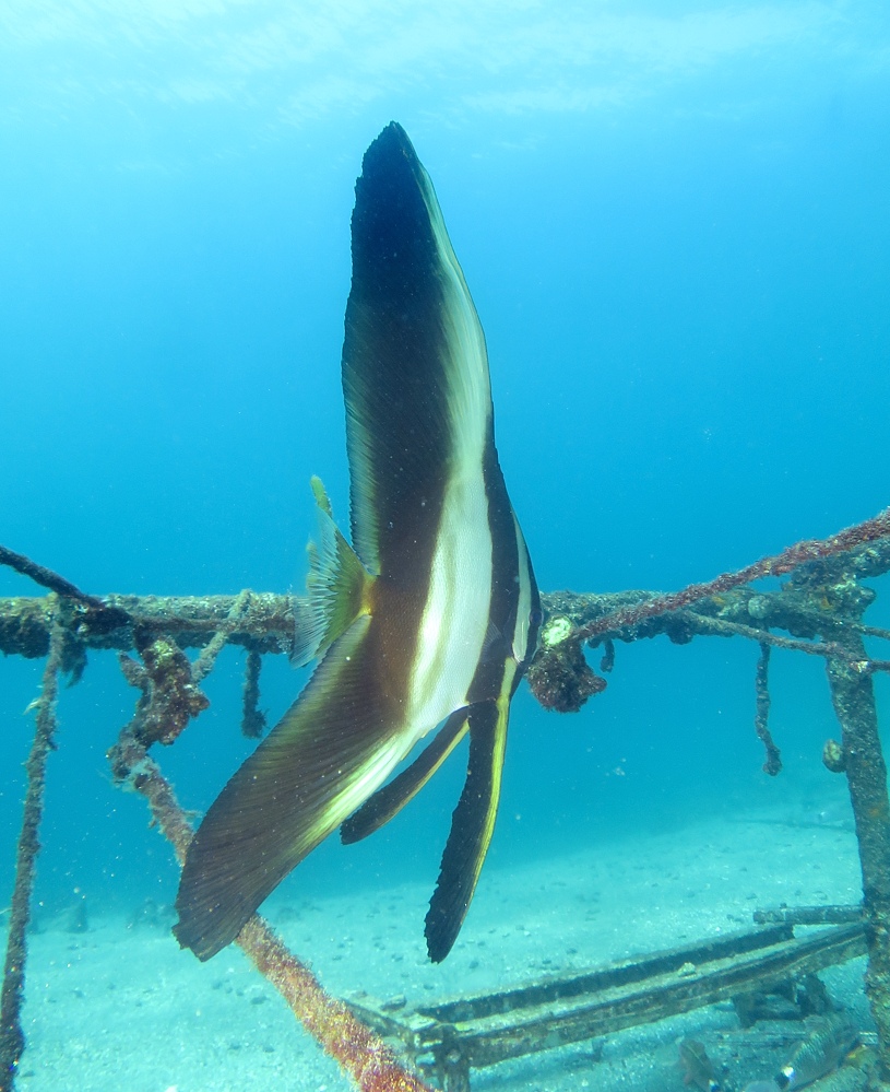 西伊豆 沼津 獅子浜 ダイビング