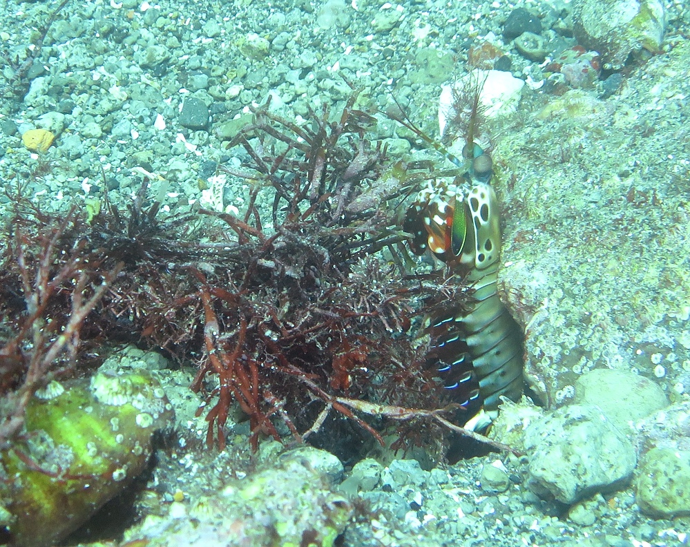 西伊豆 沼津 獅子浜 ダイビング