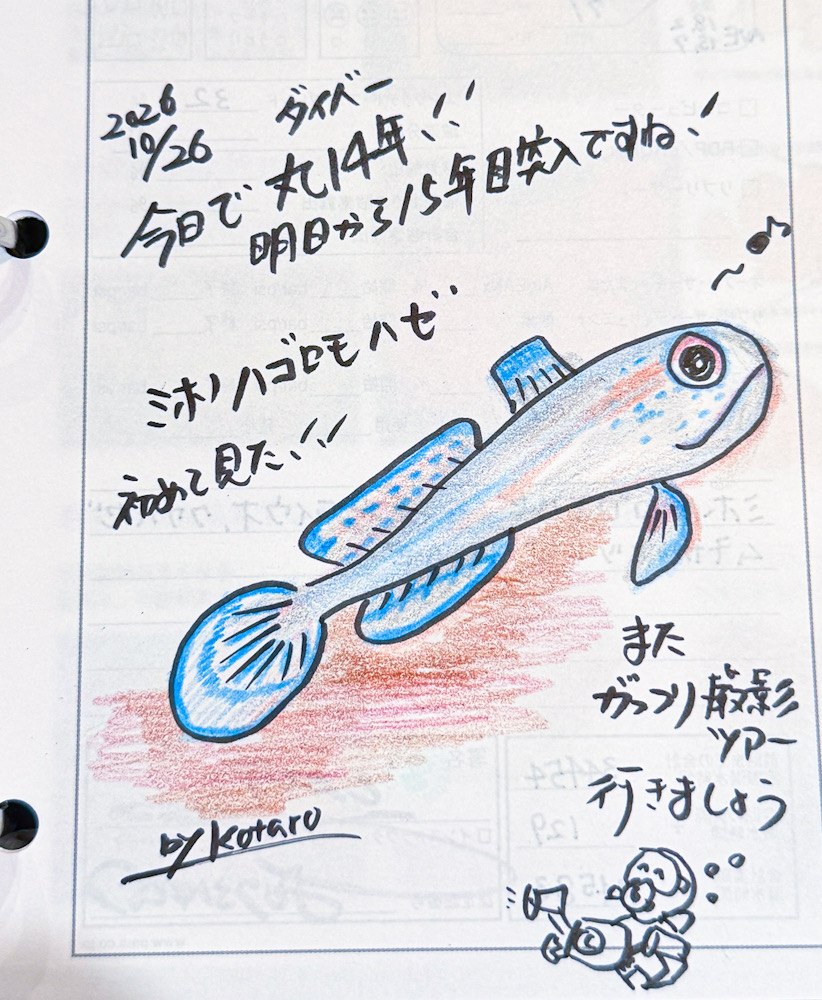 ログ付け イラスト ミホノハゴロモハゼ