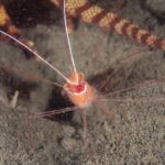 西伊豆 静浦　ダイビング　エビ