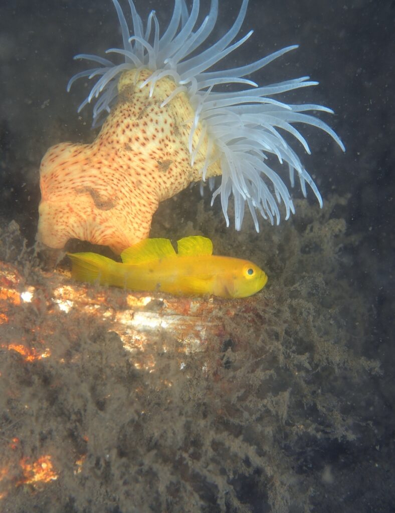 西伊豆 静浦 ダイビング エビ