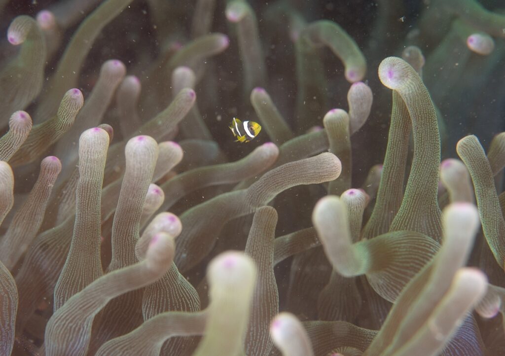 西伊豆 静浦 ダイビング エビ