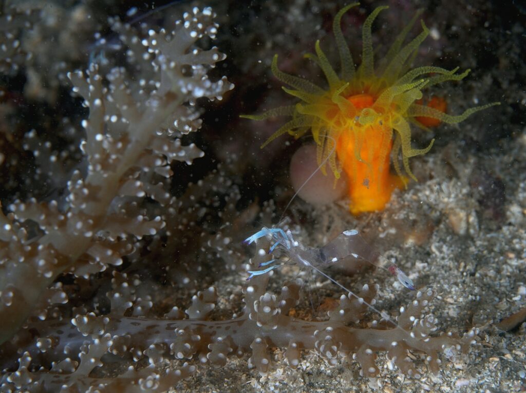 西伊豆 静浦 ダイビング エビ