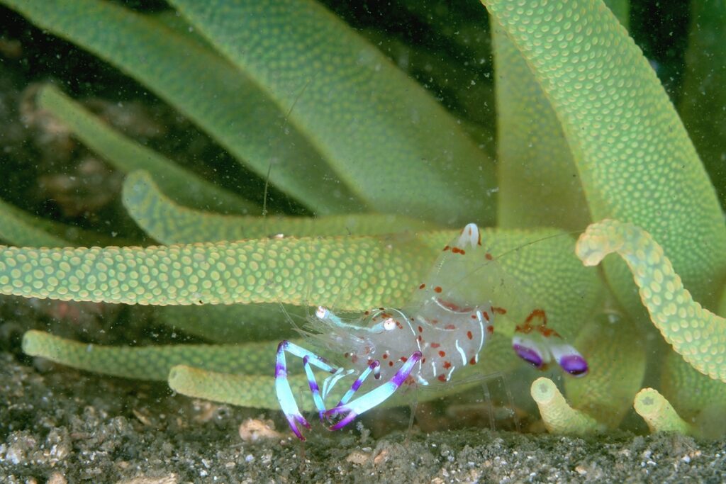 西伊豆 静浦 ダイビング エビ