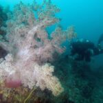 浮島　西伊豆　ダイビング　ソフトコーラル