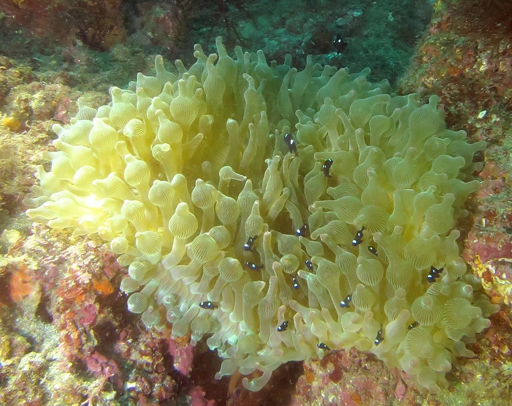 浮島　西伊豆　ダイビング　ソフトコーラル