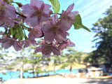 15-03-04sakura.jpg