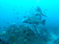 DSC00418.jpg