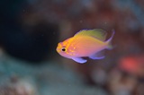 DSC_7175.JPG
