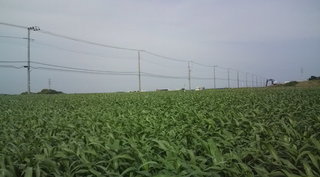 F1001337.jpg