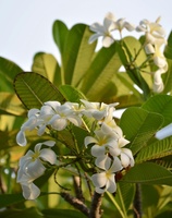 LAU_5656.jpg