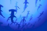 hammerhead_shaark_001.jpg