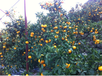 image-20111027153313.png