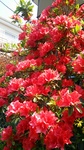 DSC_4265.jpg