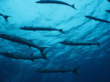 palau24.jpg